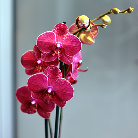 Orhideja - cvjecarnicaljubica.com